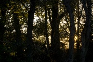 Marcilla Turismo, El entorno natural