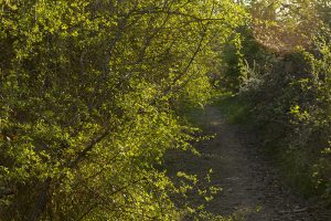 Marcilla Turismo, Camino Verde Ribera Alta de Navarra