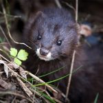 Marcilla Turismo, Territorio vison, mamiferos