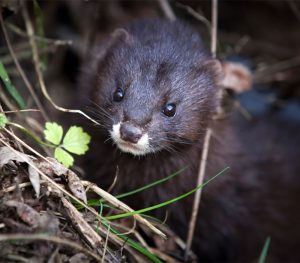 Marcilla Turismo, Territorio vison, mamiferos