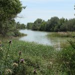 Marcilla Turismo, Territorio visón, mamíferos