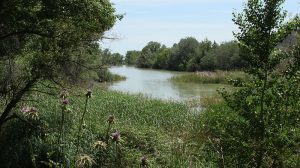 Marcilla Turismo, Territorio visón, mamíferos