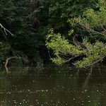 Marcilla Turismo, Territorio visón, mamíferos