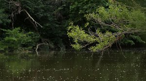 Marcilla Turismo, Territorio visón, mamíferos