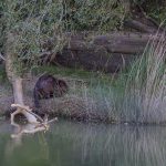 Marcilla Turismo, Territorio visón, mamíferos, castor