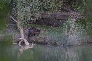 Marcilla Turismo, Territorio visón, mamíferos, castor