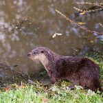 Marcilla Turismo, Territorio visón, mamíferos