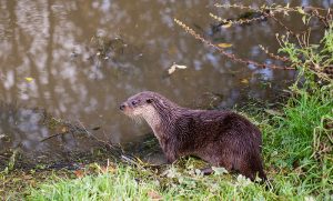 Marcilla Turismo, Territorio visón, mamíferos