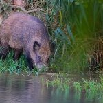 Marcilla Turismo, Territorio visón, mamíferos, jabalí