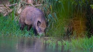 Marcilla Turismo, Territorio visón, mamíferos, jabalí