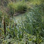 Marcilla Turismo, Territorio visón, mamíferos