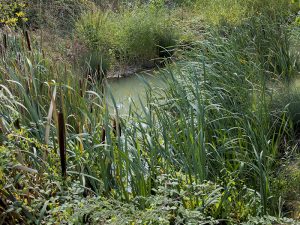 Marcilla Turismo, Territorio visón, mamíferos