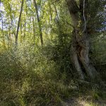 Marcilla Turismo, Territorio visón, mamíferos