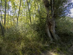 Marcilla Turismo, Territorio visón, mamíferos