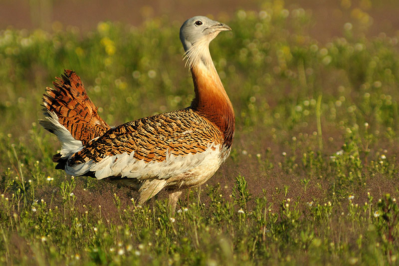 Marcilla Turismo, Observación ornitológica, la Planilla