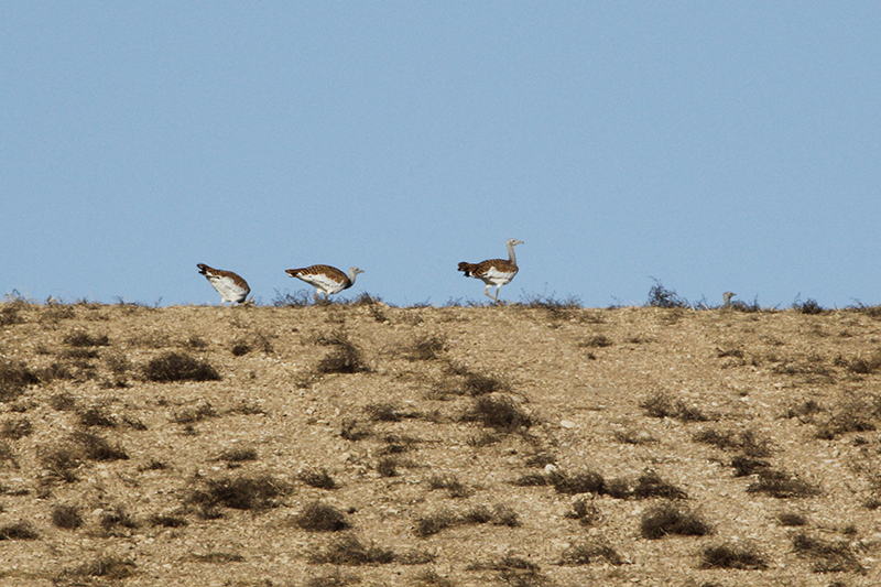 Marcilla Turismo, Observación ornitológica, la Planilla