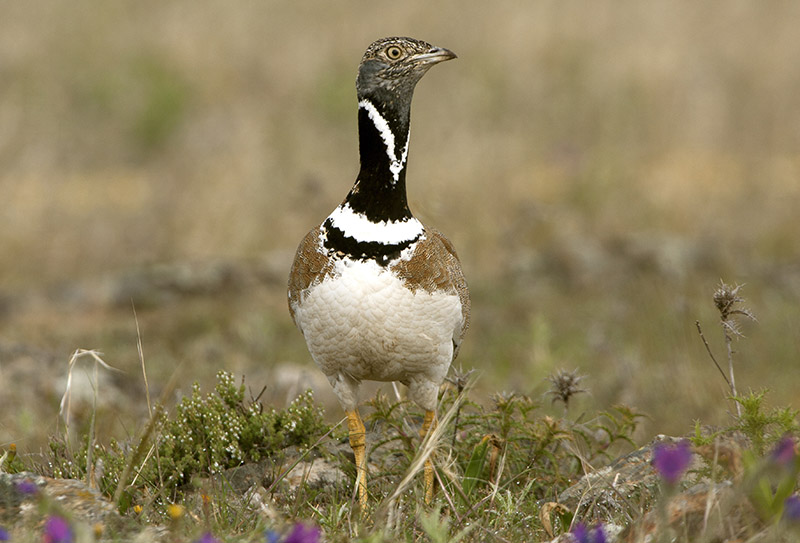 Marcilla Turismo, Observación ornitológica, la Planilla