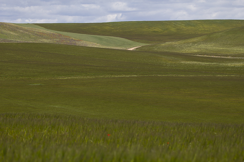 Marcilla Turismo, Observación ornitológica, la Planilla