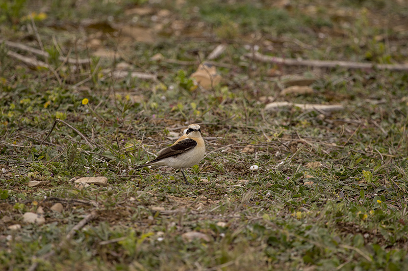 Marcilla Turismo, Observación ornitológica, la Planilla, Collalba rubia