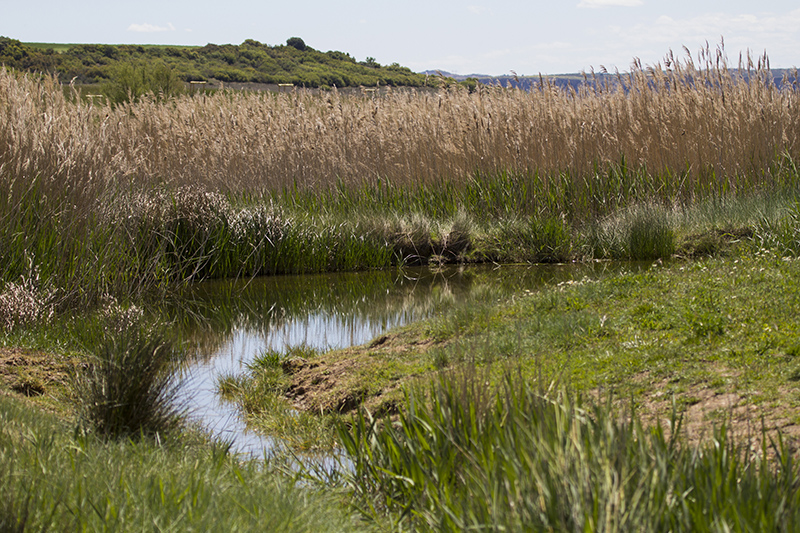 Marcilla Turismo, Observación ornitológica, la Planilla
