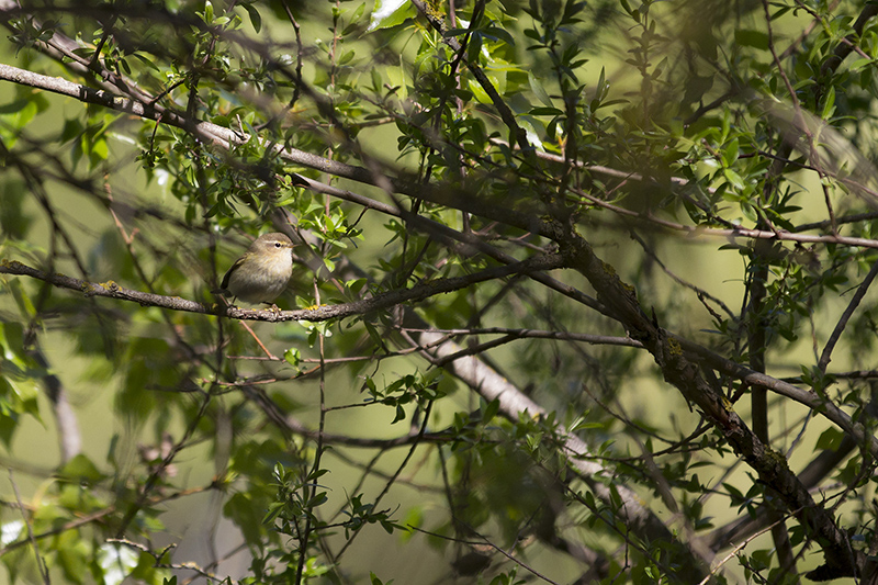 Marcilla Turismo, Observación ornitológica, la Planilla, Mosquitero
