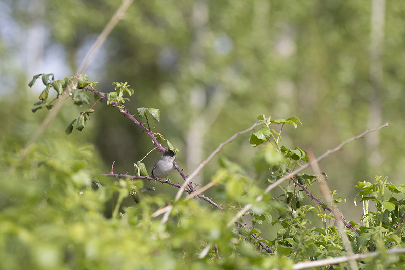 Marcilla Turismo, Observación ornitológica, la Planilla, Curruca capirotada