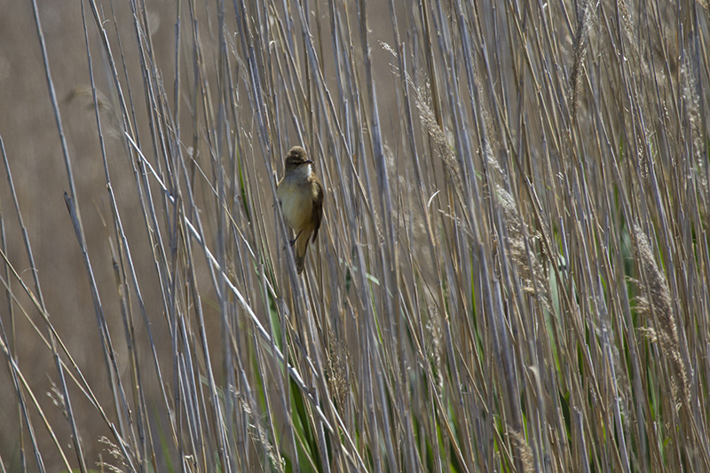 Marcilla Turismo, Observación ornitológica, la Planilla, Carricero tordal