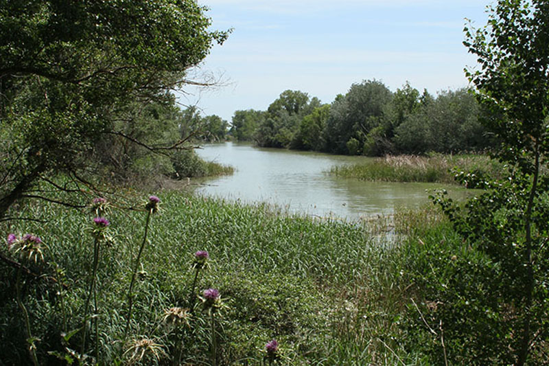 Marcilla Turismo, Observación ornitológica, Sotos y humedales