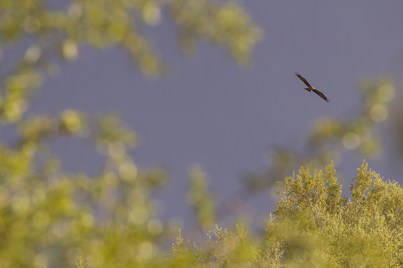 Marcilla Turismo, Observación ornitológica, Milano