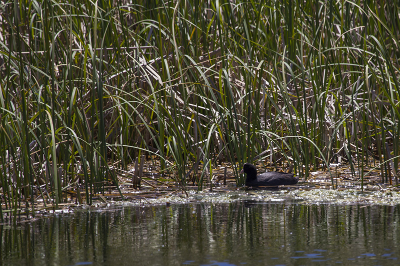 Marcilla Turismo, Observación ornitológica, Polla de agua