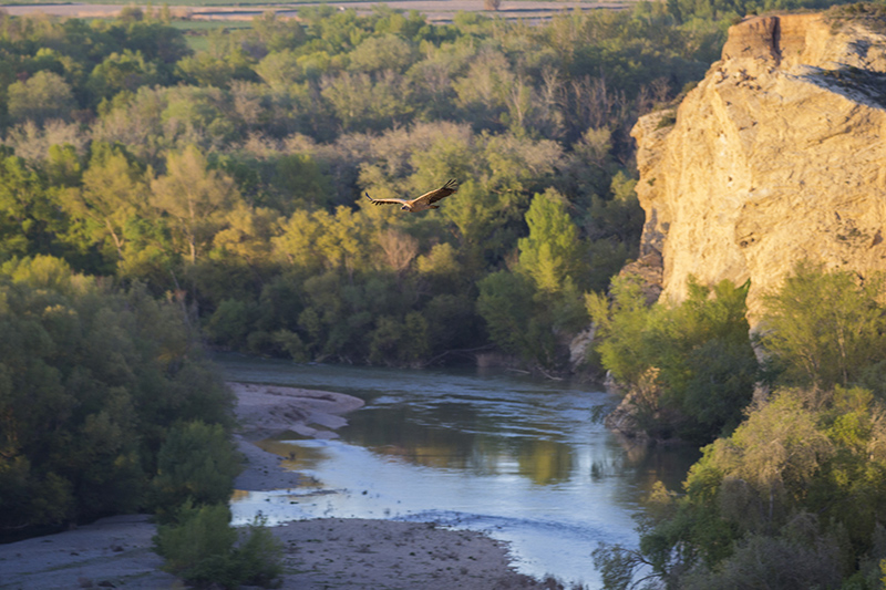 Marcilla Turismo, Observación ornitológica, Cortados