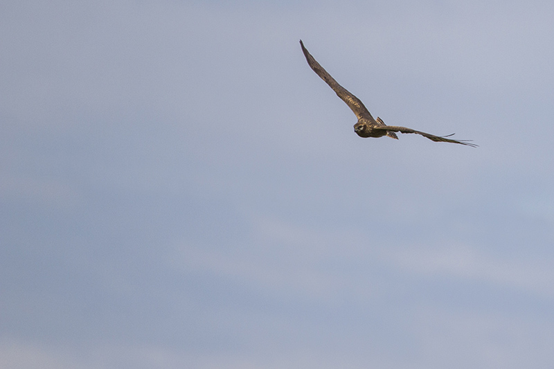 Marcilla Turismo, Observación ornitológica, Milano