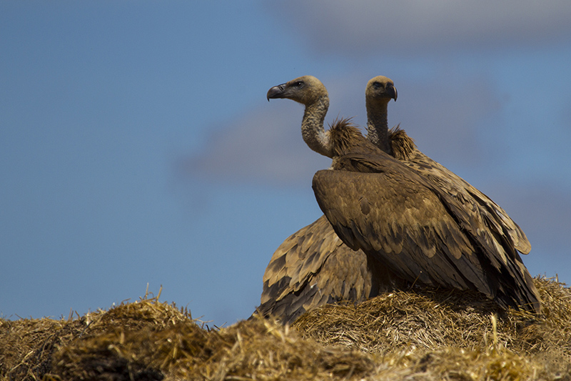 Marcilla Turismo, Observación ornitológica, Buitres