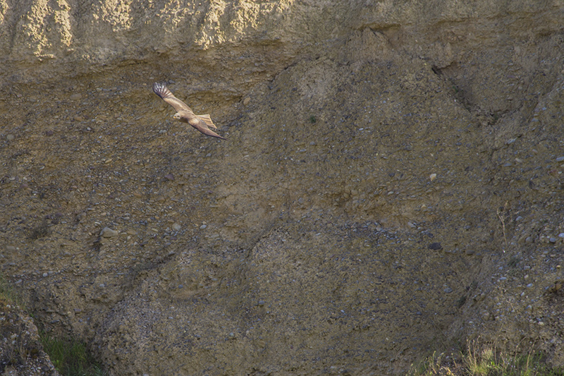 Marcilla Turismo, Observación ornitológica, Milano