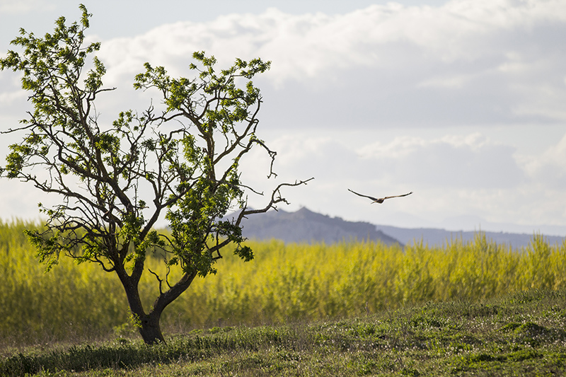 Marcilla Turismo, Observación ornitológica, Milano negro