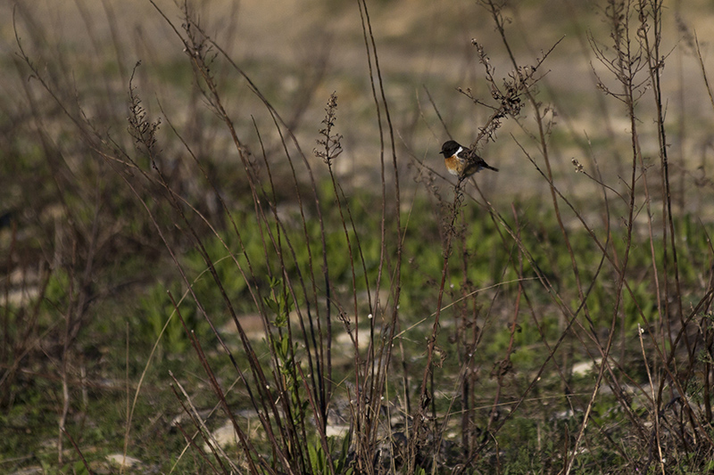 Marcilla Turismo, Observación ornitológica, Tarabilla europea