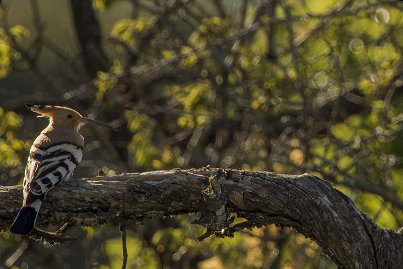 Marcilla Turismo, Observación ornitológica, Abubilla