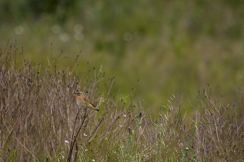 Marcilla Turismo, Observación ornitológica, Collalba