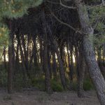 Marcilla Turismo, El montico