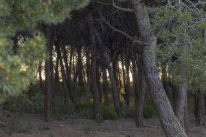 Marcilla Turismo, El montico