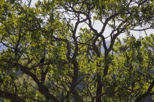 Marcilla Turismo, El montico