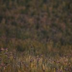 Marcilla Turismo, El montico