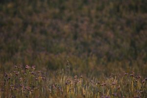 Marcilla Turismo, El montico