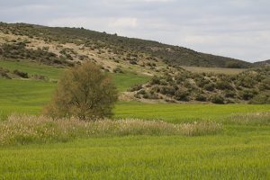 Marcilla Turismo, El montico