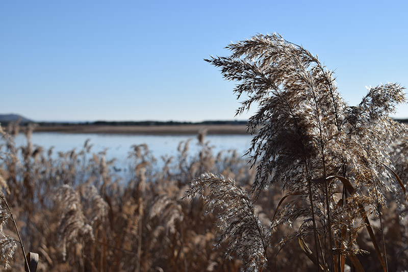 Marcilla Turismo, La laguna de Pitillas