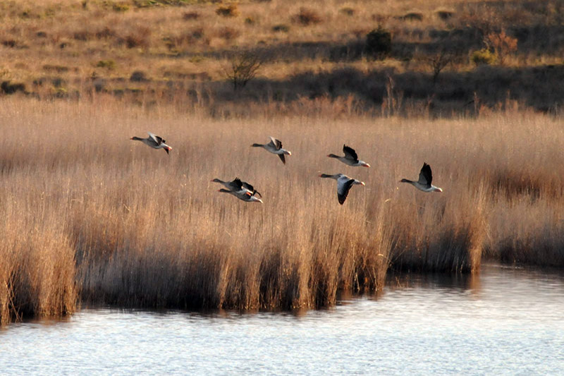 Marcilla Turismo, La laguna de Pitillas