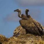 Marcilla Turismo, Observacion ornitologica