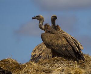 Marcilla Turismo, Observacion ornitologica